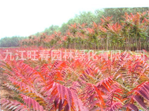 紅葉椿 